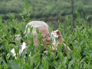 In The Leaves