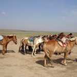 Night Train To Mongolia